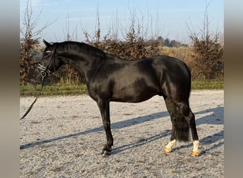 Deutsches Reitpony, Wallach, 7 Jahre, 148 cm, Rappe