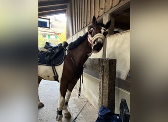 Deutsches Reitpony, Wallach, 7 Jahre, 148 cm, Schecke