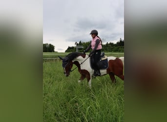 Deutsches Reitpony, Wallach, 7 Jahre, 148 cm, Schecke