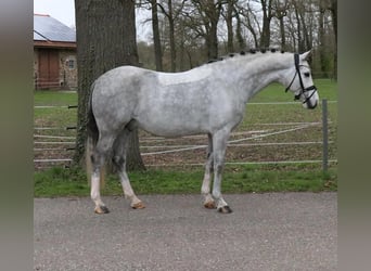 Deutsches Reitpony, Wallach, 7 Jahre, 148 cm, Schimmel