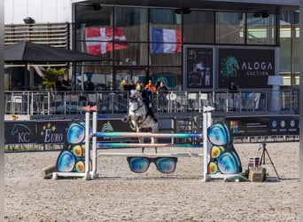 Deutsches Reitpony, Wallach, 7 Jahre, 148 cm, Schimmel