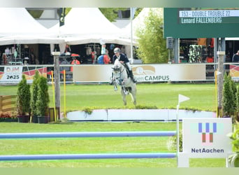 Deutsches Reitpony, Wallach, 7 Jahre, 148 cm, Schimmel