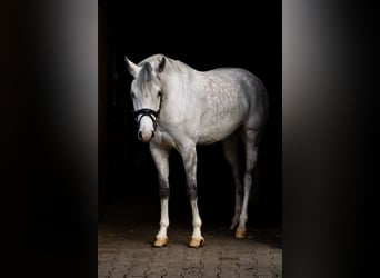 Deutsches Reitpony, Wallach, 7 Jahre, 148 cm, Schimmel