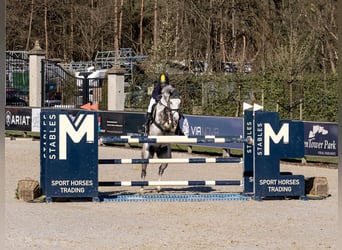 Deutsches Reitpony, Wallach, 7 Jahre, 148 cm, Schimmel