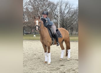 Deutsches Reitpony, Wallach, 7 Jahre, 150 cm, Fuchs
