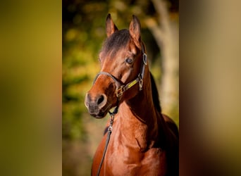 Deutsches Reitpony, Wallach, 7 Jahre, 152 cm, Brauner