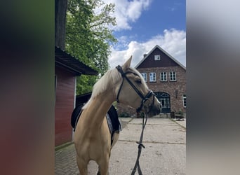 Deutsches Reitpony, Wallach, 7 Jahre, 152 cm, Dunalino