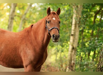 Deutsches Reitpony, Wallach, 7 Jahre, 152 cm, Fuchs