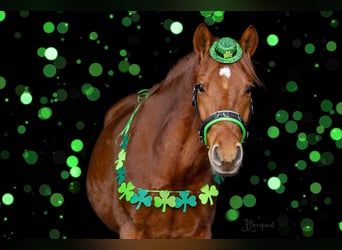 Deutsches Reitpony, Wallach, 7 Jahre, 152 cm, Fuchs