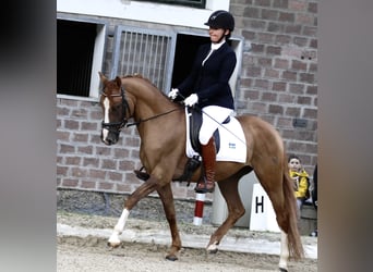 Deutsches Reitpony, Wallach, 7 Jahre, 152 cm, Fuchs