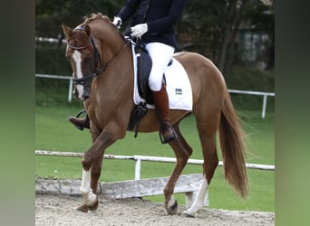 Deutsches Reitpony, Wallach, 7 Jahre, 152 cm, Fuchs