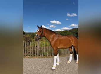 Deutsches Reitpony, Wallach, 7 Jahre, 153 cm, Dunkelbrauner