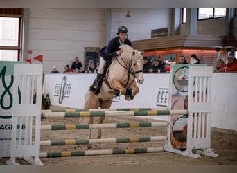 Deutsches Reitpony, Wallach, 7 Jahre, 153 cm, Palomino