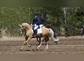 Deutsches Reitpony, Wallach, 7 Jahre, 153 cm, Palomino