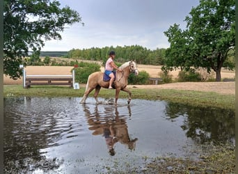 Deutsches Reitpony, Wallach, 7 Jahre, 153 cm, Palomino