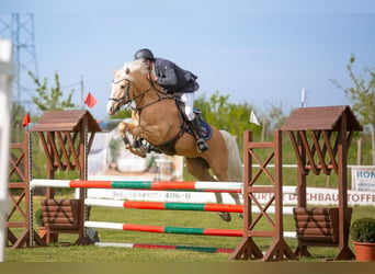 Deutsches Reitpony, Wallach, 7 Jahre, 153 cm, Palomino