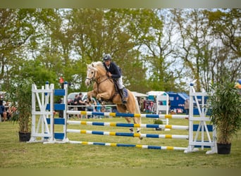 Deutsches Reitpony, Wallach, 7 Jahre, 153 cm, Palomino