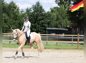 Deutsches Reitpony, Wallach, 7 Jahre, 153 cm, Palomino