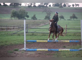 Deutsches Reitpony, Wallach, 7 Jahre, 154 cm, Fuchs