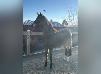 Deutsches Reitpony, Wallach, 7 Jahre, 155 cm, Brauner