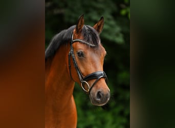 Deutsches Reitpony, Wallach, 7 Jahre, 155 cm, Brauner