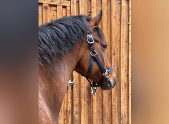Deutsches Reitpony, Wallach, 7 Jahre, 155 cm, Brauner