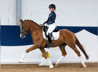 Deutsches Reitpony, Wallach, 7 Jahre, 155 cm, Fuchs