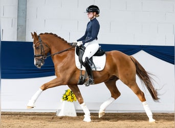 Deutsches Reitpony, Wallach, 7 Jahre, 155 cm, Fuchs