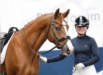 Deutsches Reitpony, Wallach, 7 Jahre, 155 cm, Fuchs