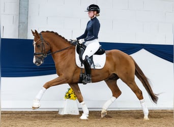 Deutsches Reitpony, Wallach, 7 Jahre, 155 cm, Fuchs