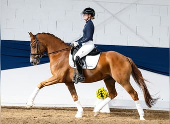 Deutsches Reitpony, Wallach, 7 Jahre, 155 cm, Fuchs