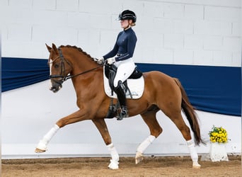 Deutsches Reitpony, Wallach, 7 Jahre, 155 cm, Fuchs