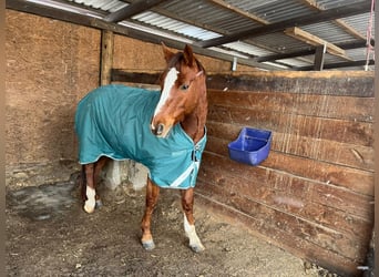 Deutsches Reitpony, Wallach, 7 Jahre, 155 cm, Fuchs