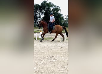 Deutsches Reitpony, Wallach, 7 Jahre, 155 cm, Fuchs
