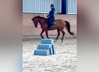 Deutsches Reitpony, Wallach, 7 Jahre, 155 cm, Fuchs
