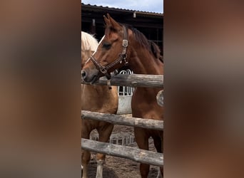 Deutsches Reitpony, Wallach, 7 Jahre, 155 cm, Fuchs