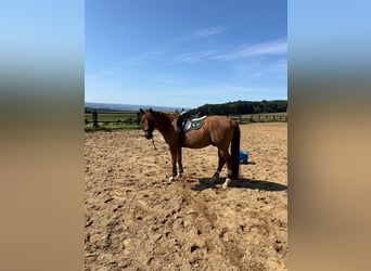 Deutsches Reitpony, Wallach, 7 Jahre, 155 cm, Fuchs