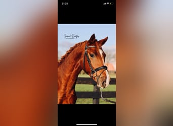 Deutsches Reitpony, Wallach, 7 Jahre, 155 cm, Fuchs