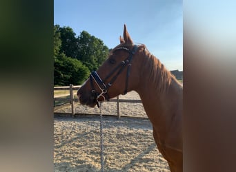 Deutsches Reitpony, Wallach, 7 Jahre, 155 cm, Fuchs