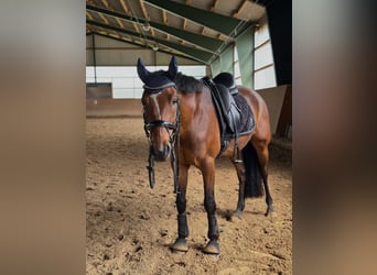 Deutsches Reitpony, Wallach, 7 Jahre, 158 cm, Brauner