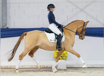 Deutsches Reitpony, Wallach, 7 Jahre, 158 cm, Falbe