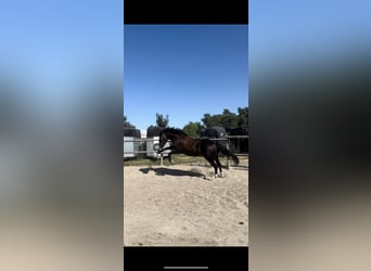 Deutsches Reitpony, Wallach, 7 Jahre, 158 cm, Rappe