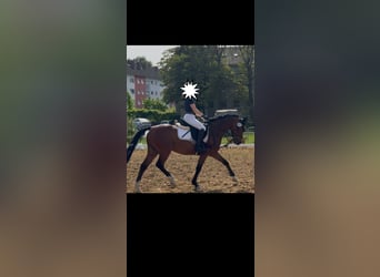 Deutsches Reitpony, Wallach, 7 Jahre, Brauner