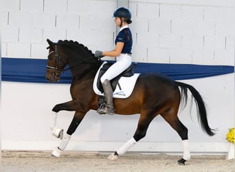 Deutsches Reitpony, Wallach, 7 Jahre, Dunkelbrauner Deutsches Reitpony, Wallach, 7 Jahre, Dunkelbrauner