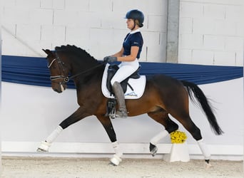 Deutsches Reitpony, Wallach, 7 Jahre, Dunkelbrauner Deutsches Reitpony, Wallach, 7 Jahre, Dunkelbrauner