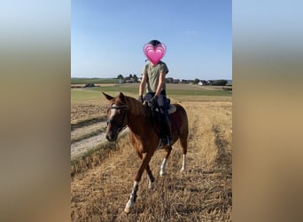 Deutsches Reitpony Mix, Wallach, 8 Jahre, 135 cm, Rotfuchs
