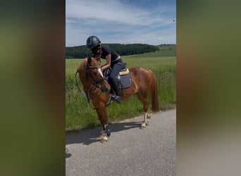 Deutsches Reitpony Mix, Wallach, 8 Jahre, 135 cm, Rotfuchs