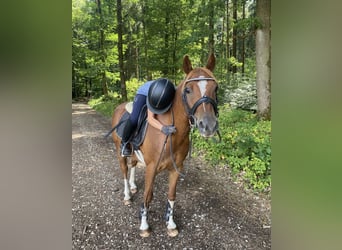Deutsches Reitpony Mix, Wallach, 8 Jahre, 135 cm, Rotfuchs