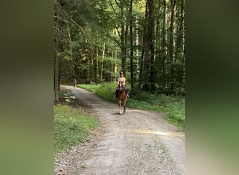 Deutsches Reitpony Mix, Wallach, 8 Jahre, 135 cm, Rotfuchs