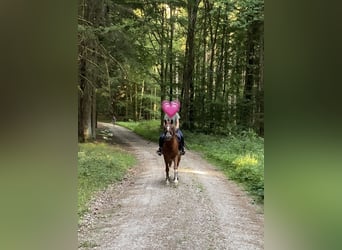 Deutsches Reitpony Mix, Wallach, 8 Jahre, 135 cm, Rotfuchs
